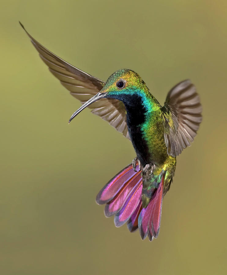 colorful-humming-bird-image-by-david-g-h
