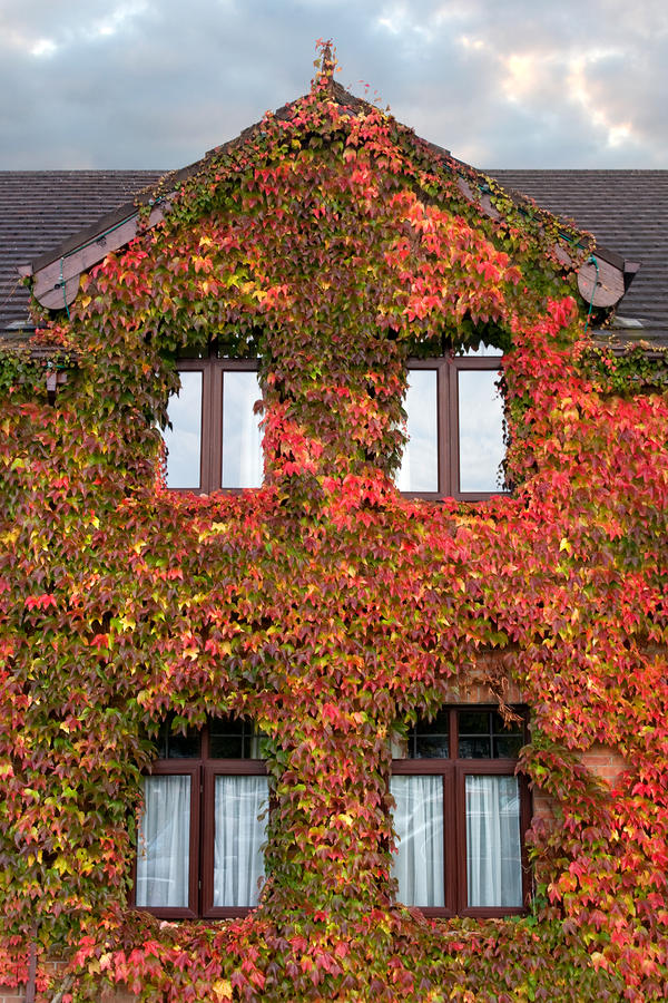 Colorful Ivy