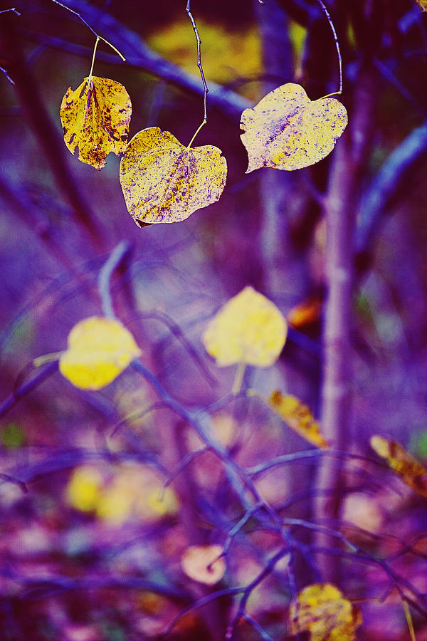 Trio Of Leaves Photograph By Toni Hopper Pixels