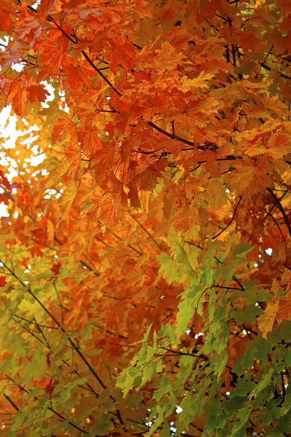  - colors-of-autumn-sylvia-hart