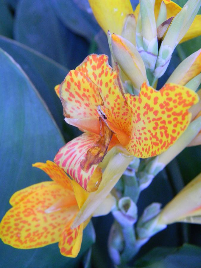 colors-of-the-canna-lily-by-warren-thompson