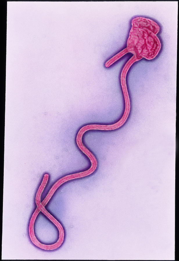 Coloured Tem Of The Ebola Virus Photograph By A Dowsett Health