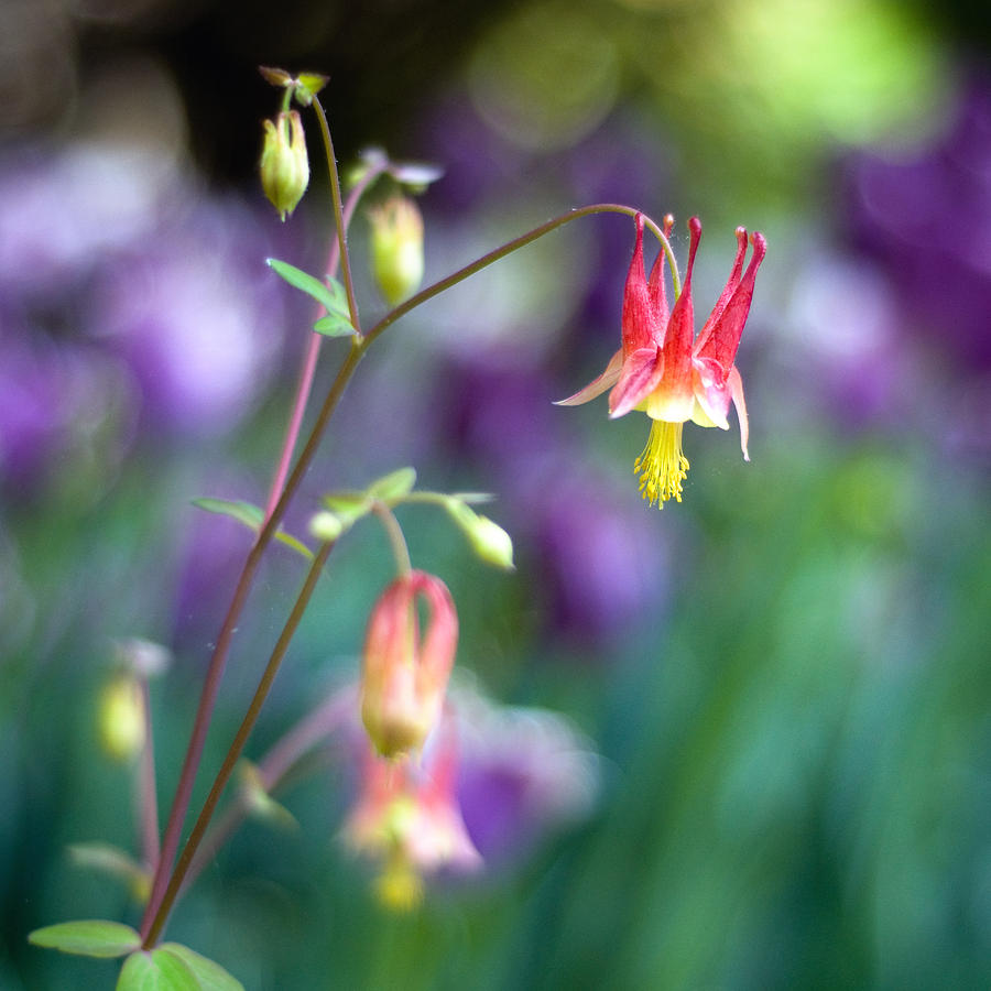 columbine flower pics