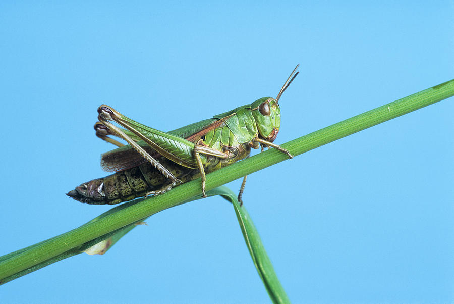 candy green grasshopper