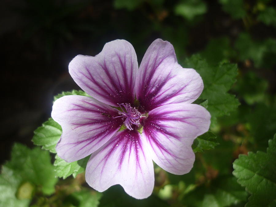 Common Mallow Flower Photograph by Ronald Osborne