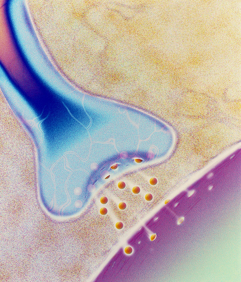 Computer Artwork Of A Nerve Synapse Photograph By David Gifford