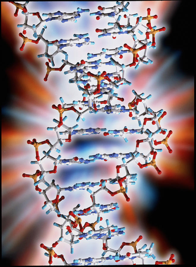 Computer Graphic Of A Segment Of Beta Dna Photograph By Pasieka Fine