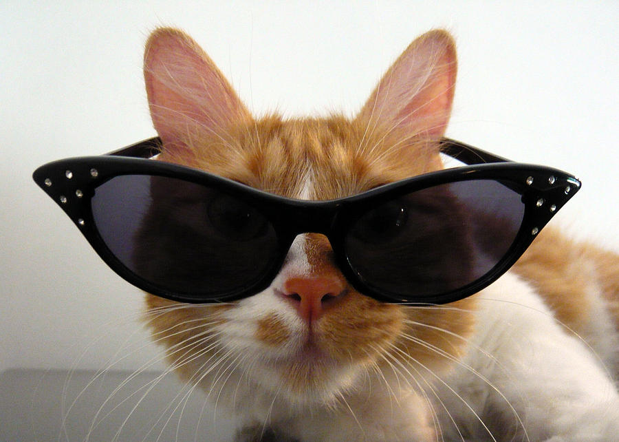 cool-cat-in-sunglasses-michelle-dokos.jpg