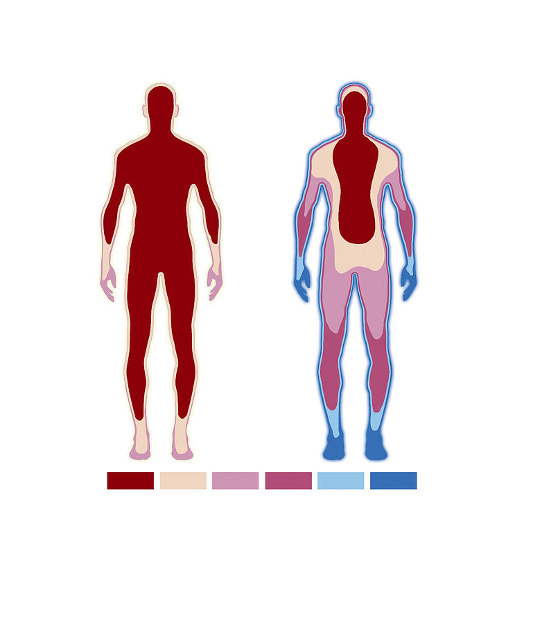 Core Body Temperature Maintenance By Science Photo Library