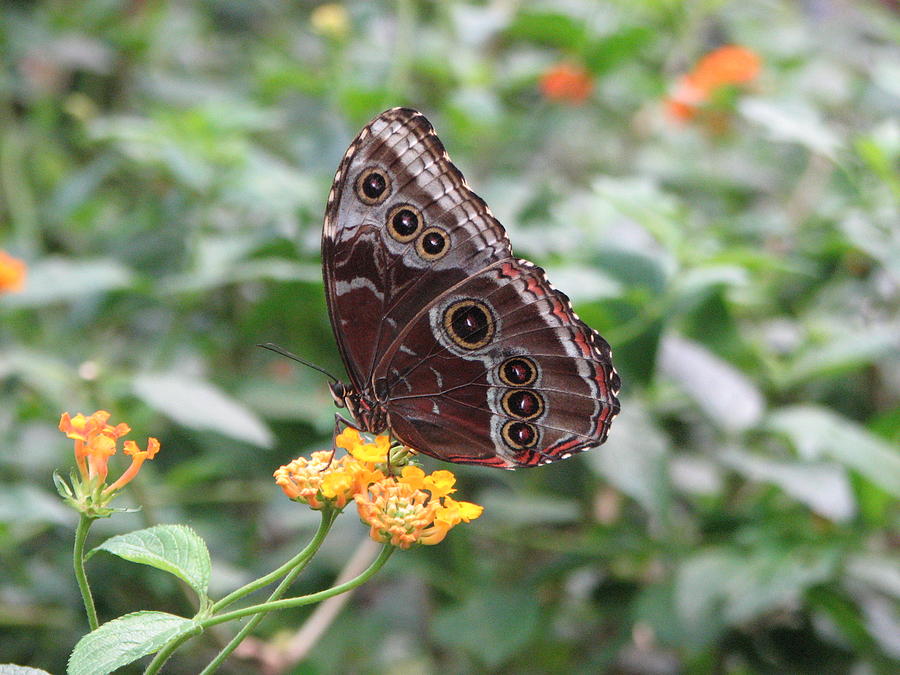 costa-rica-butterfly-photograph-by-keith-stokes