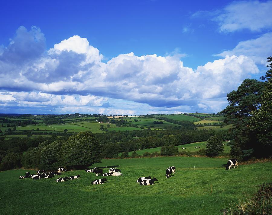[Image: county-tipperary-ireland-dairy-cattle-th...ection.jpg]