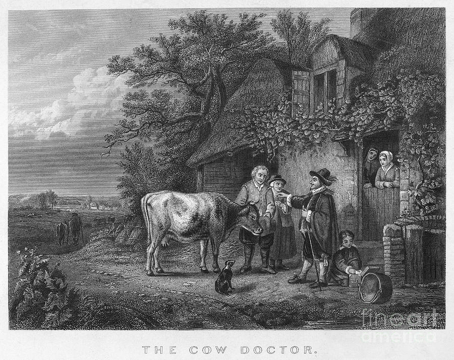 cow doctor