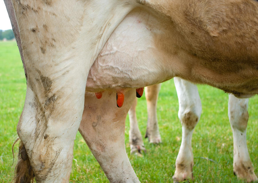 Cow Udder Photograph By Hans Engbers