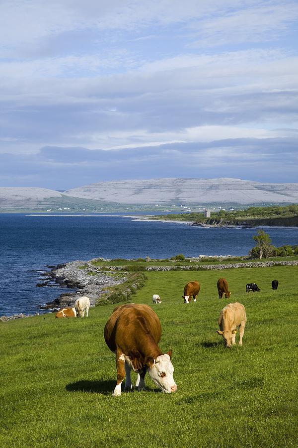  - cows-grazing-on-the-burren-coast-near-ballyvaghan-design-pics--peter-zoeller