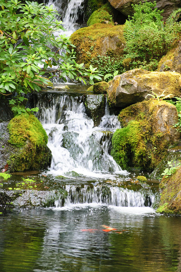 Coy Pond Waterfall Photograph by Diego Re