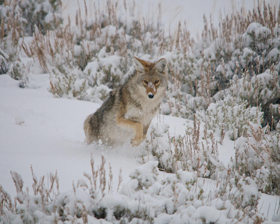 Coyote Snow