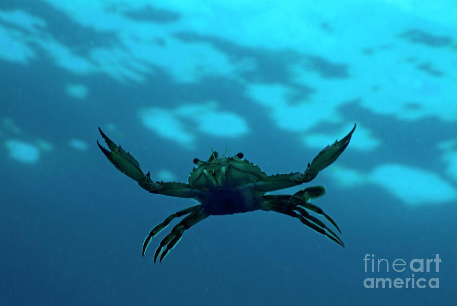 Crab Swimming In The Blue Water by Sami Sarkis