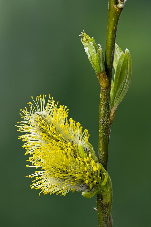 Crack Willow Salix Fragilis Catkins Photograph By Bob Gibbons Fine