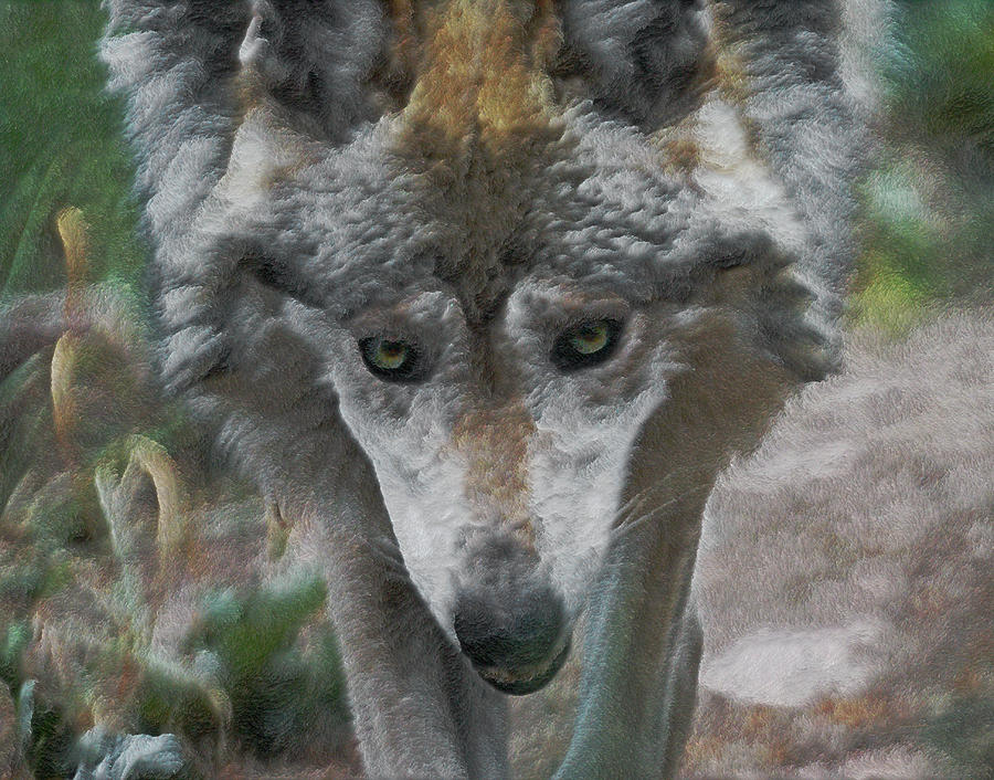 Crazy Wolf Pictures