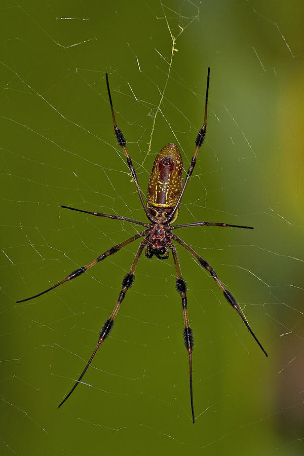 Creepy Crawly Photograph