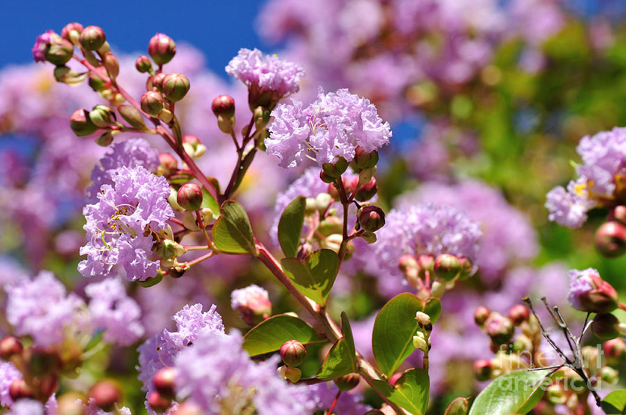 crepe myrtle trees for sale sydney crepe myrtle trees for sale sydney