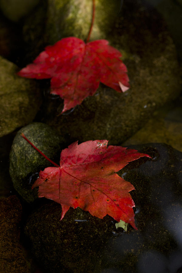 Crimson Autumn