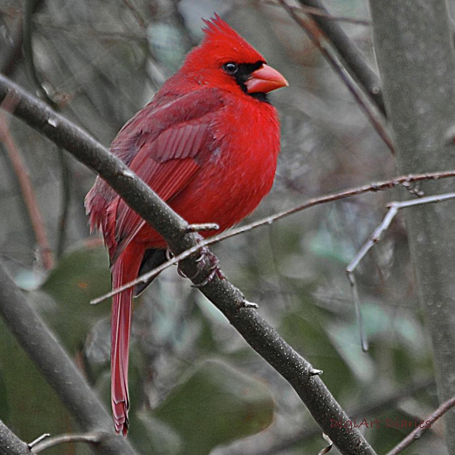 Crimson Cardinal by DigiArt Diaries by Vicky B Fuller