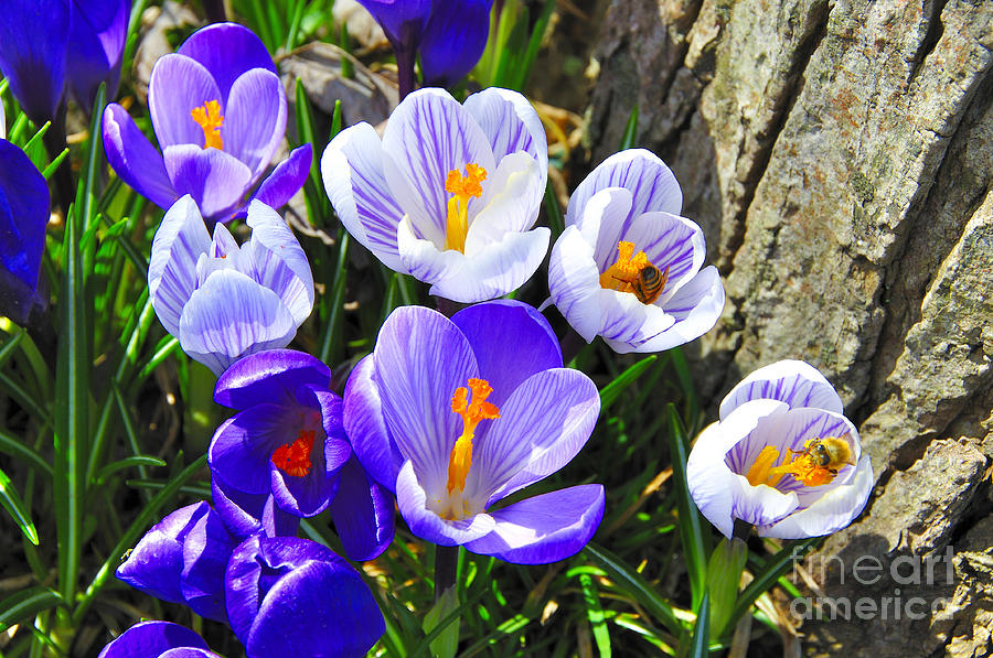 Crocus Tommasinianus