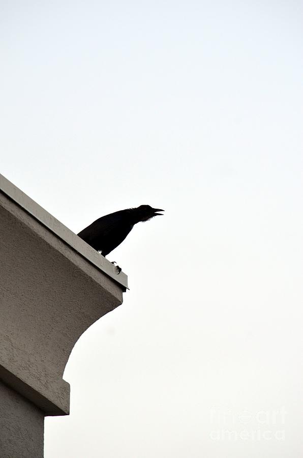  - crow-call-maria-urso--artist-and-photographer