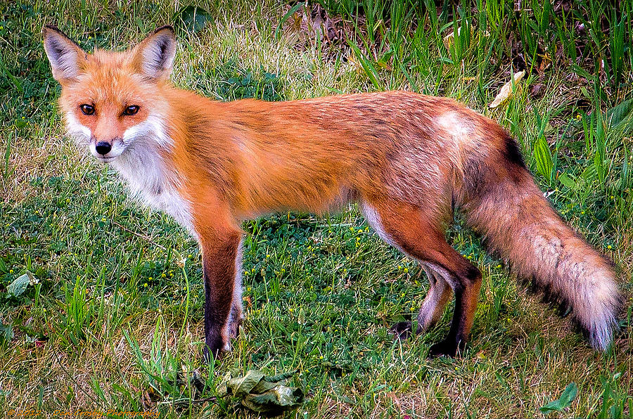  - curious-fox-dan-crosby