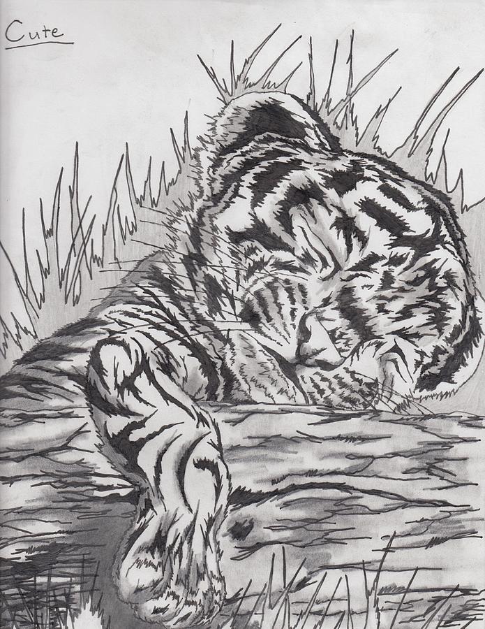 Baby Tigers Drawings