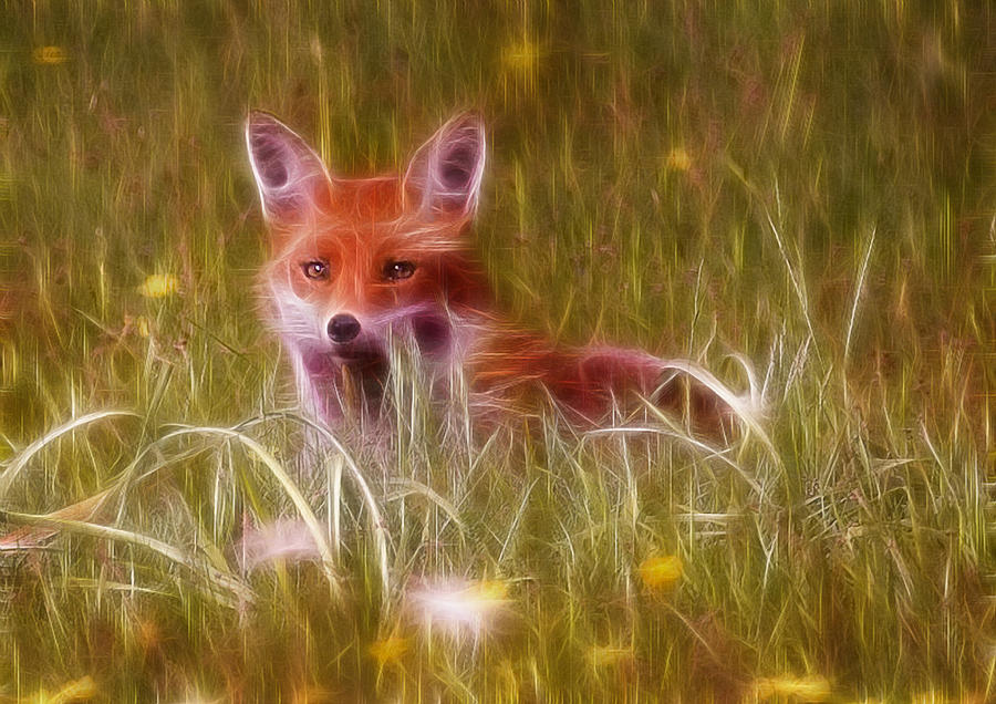 cute fox pictures