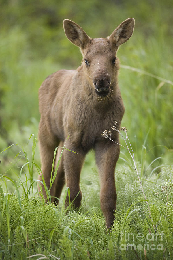 cute calf pictures