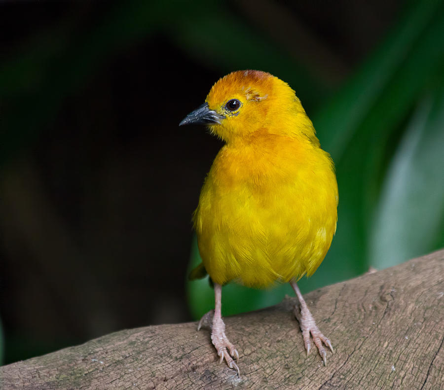 Cute Small Yellow Bird Photograph by Melinda Moore