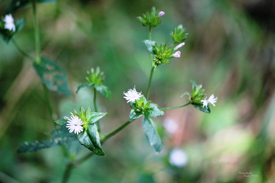  - dainty-wood-flowers-suzanne-mcclain-