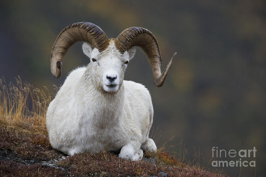 dall sheep pictures