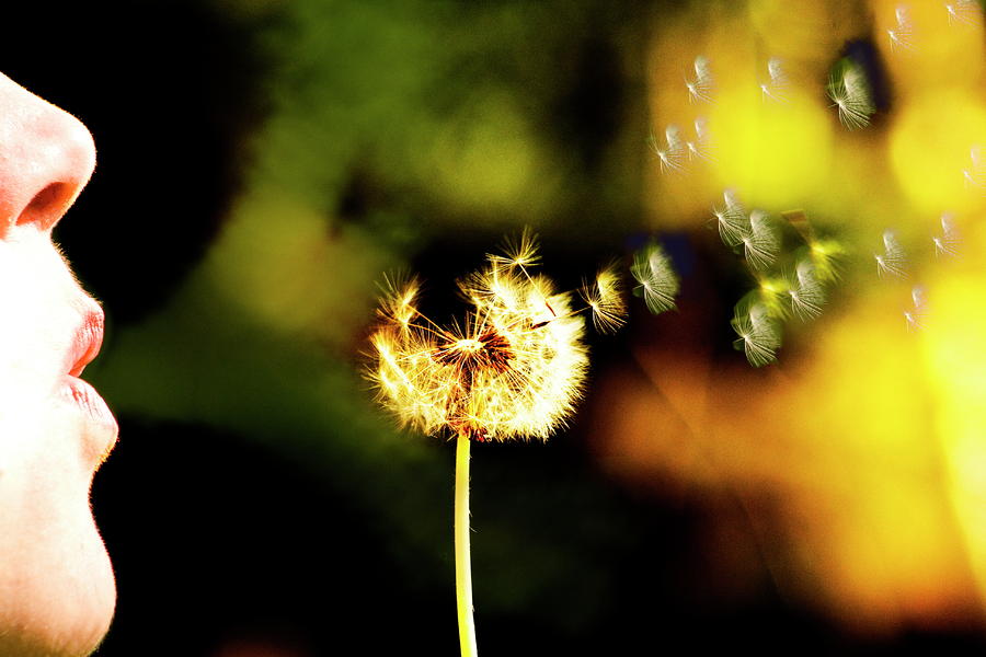 Dandelion Heart