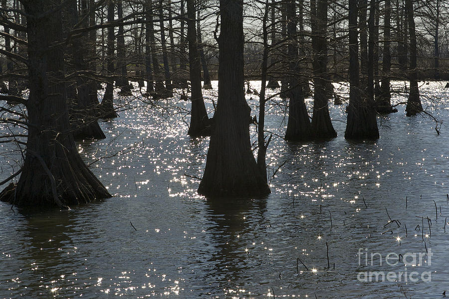 Dark Cypress