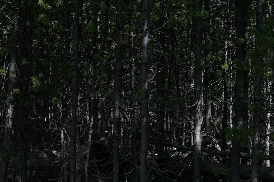 dark-forest-charles-fox.jpg