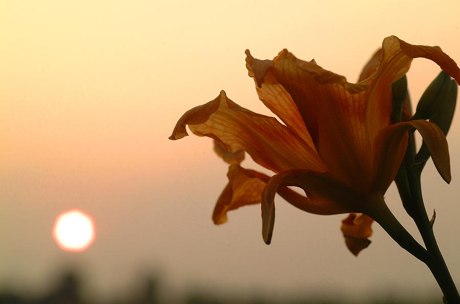  - day-lily-and-setting-sun-mark-gilliland