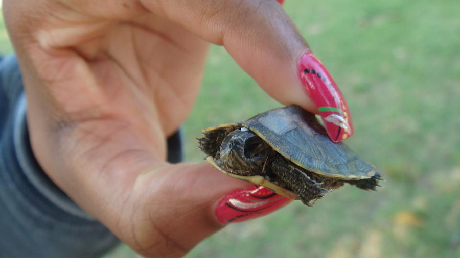 dead-baby-turtle-photograph-by-shanique-lamb