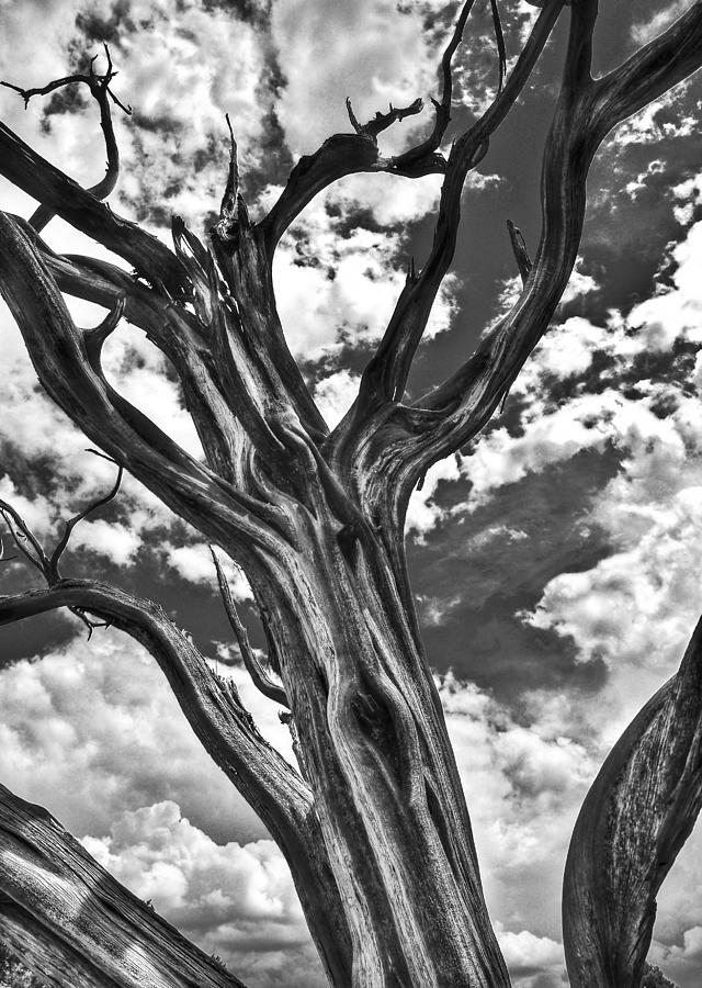  - dead-tree-bw-eric-hulme