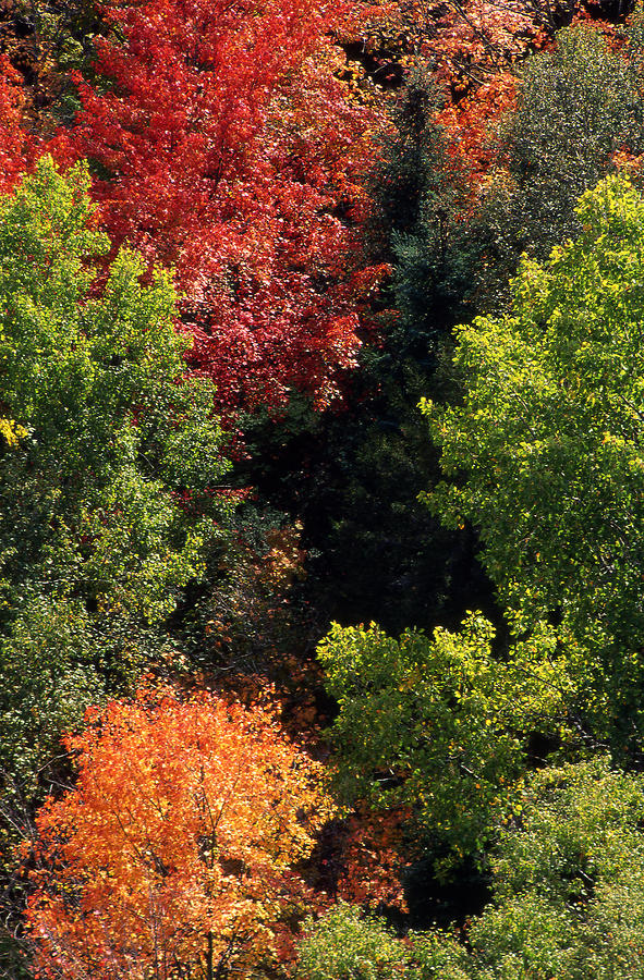 Deciduous Trees In Their Autumn Glory Photograph By Kate Thompson