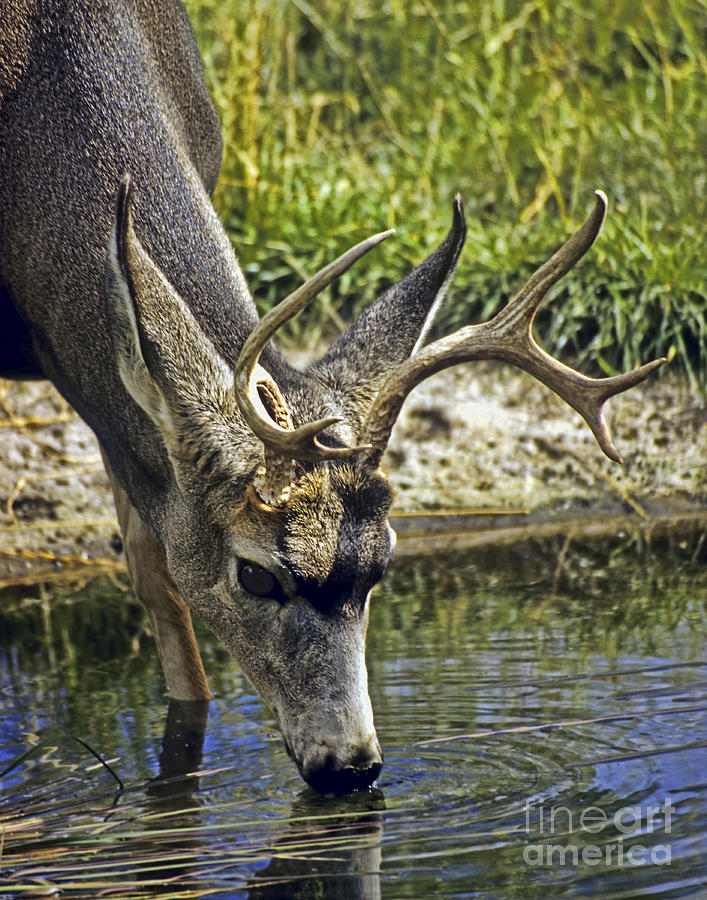 deer drinking water