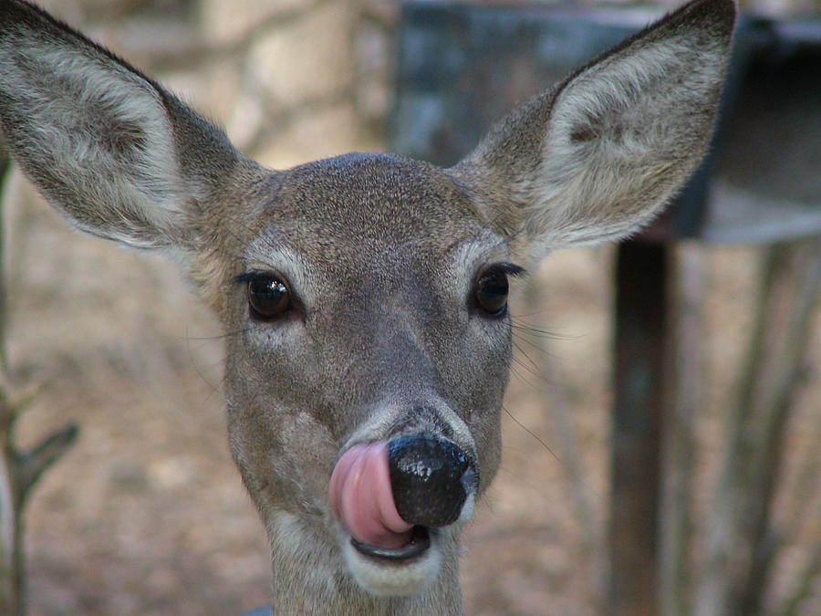 Deer Face Photograph by Lee Manning