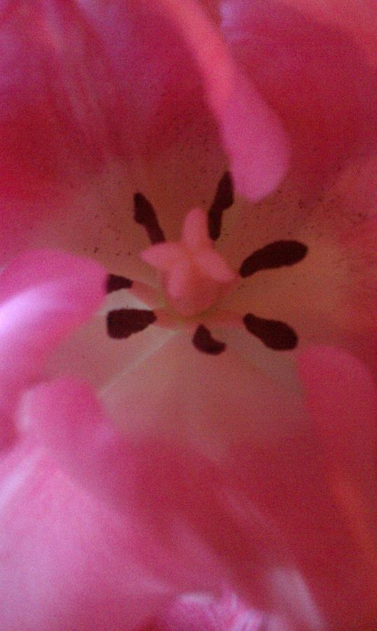  - delicate-petals-iris-ramirez-reese
