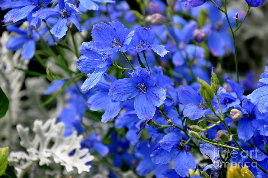 Delphinium Blue Mirror Hidden Dorm Sex