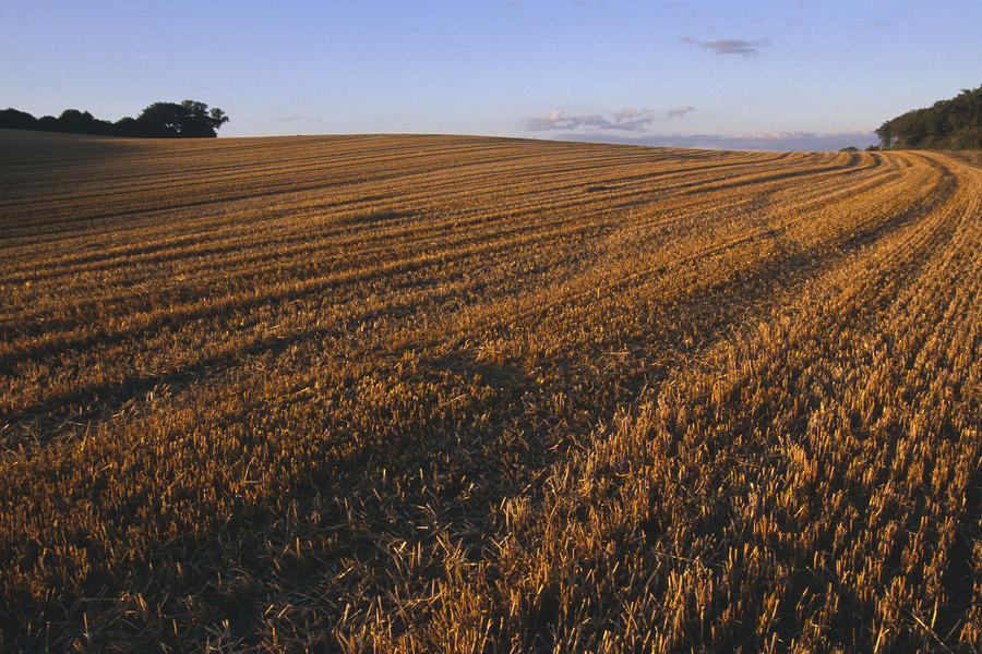 Denmark Agricultural Field In Zealand by Keenpress