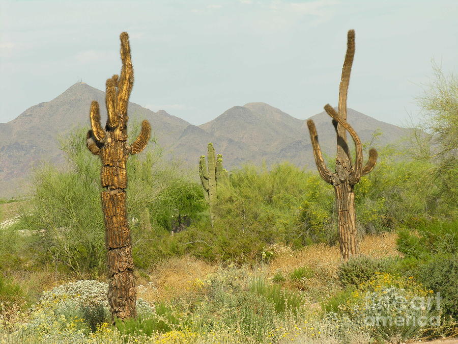 desert cactus