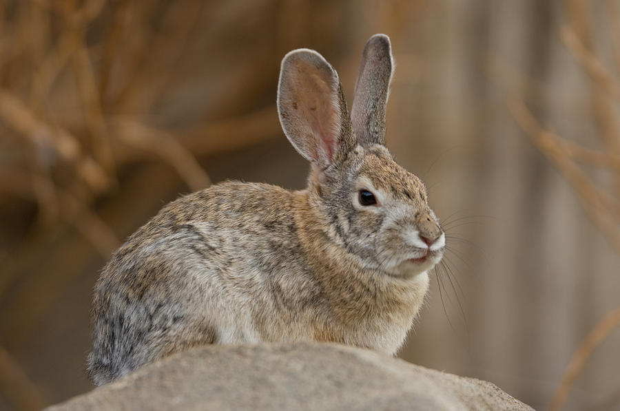 Desert Cottontail Rabbits Photograph by Joel Sartore